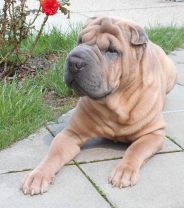 What is Shar Pei Fever?