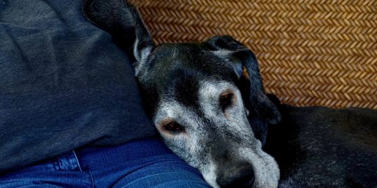 Old dog leaning head on owner's lap