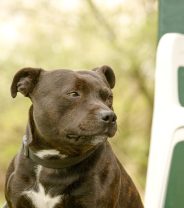 Are Staffordshire bull terriers dangerous pets?