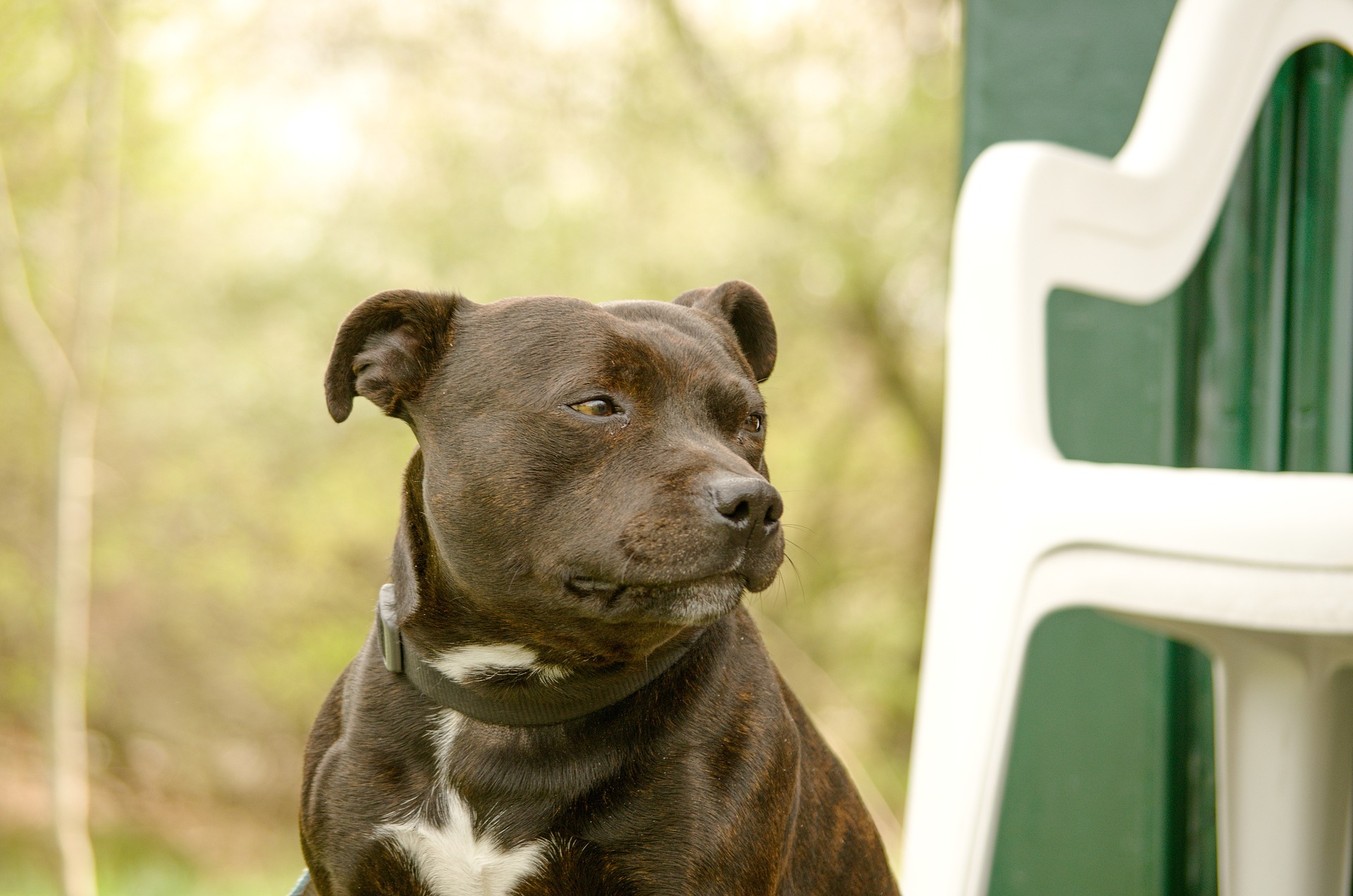 Are Staffordshire bull terriers dangerous pets? Vet Help Direct