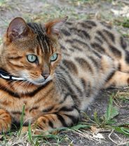 Are Bengal cats too aggressive to make good pets?