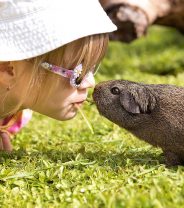 ‘Why does my guinea pig lick me?’
