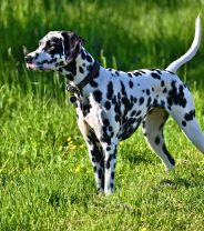Prince’s Story – a Dalmatian with bladder stones