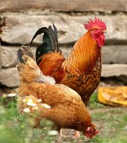 How should pet chickens be kept?