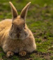 Can rabbits get sunburnt and what are the signs?