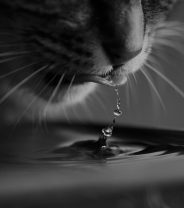 Should we be giving electrolytes to cats in hot weather?