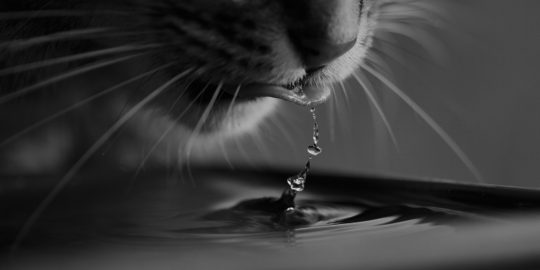 Close up shot of a cat drinking some water