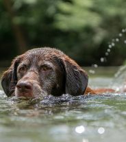 Water poisoning in dogs - is it real?