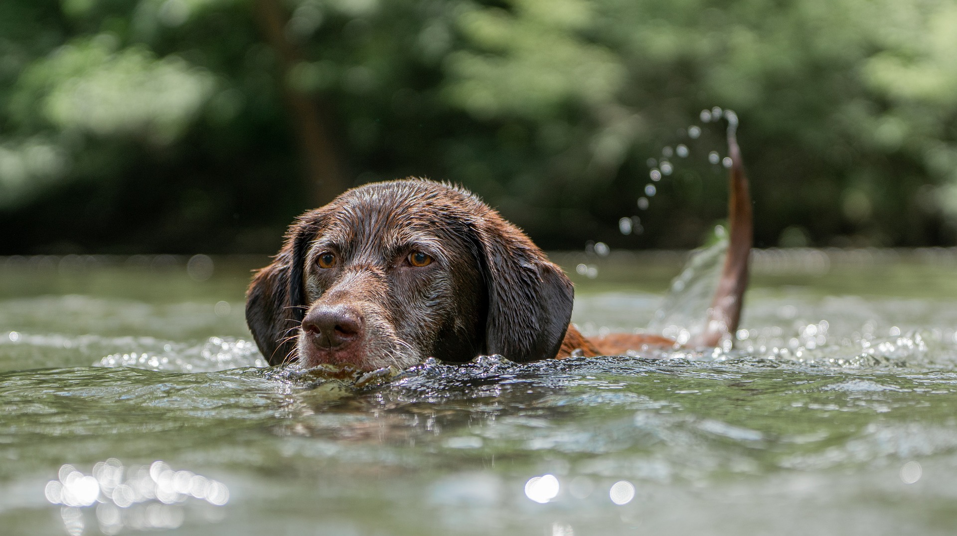 Labrador swimming in water