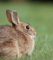 What is restrictive cardiomyopathy in rabbits?