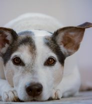 Can we prevent canine acne?