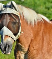 How to stop bot flies in horses