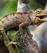 Assessing quality of life in older reptiles