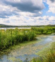 How do I know if my dog has eaten blue-green algae?