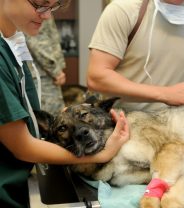 Am I eligible for charity vet care?