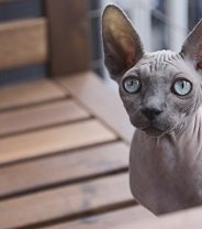 Do sphynx cats make good pets?