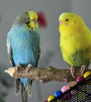 How should budgies be kept?