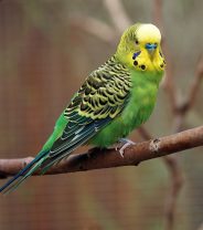 How should parakeets be kept?