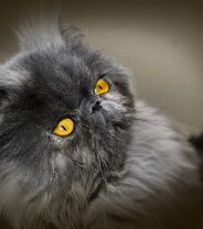 What is Chediak-Higashi Syndrome in cats?