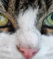 Uveitis in cats - what is it and what can be done?