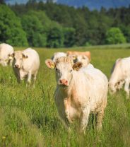 Bluetongue Disease UK 2024: An update on midge-borne diseases