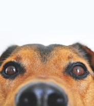 What is entropion in dogs?