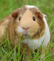 What can be done about bladder stones in guinea pigs?