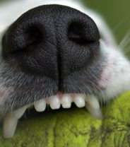 Why do dogs sometimes not lose their baby teeth?