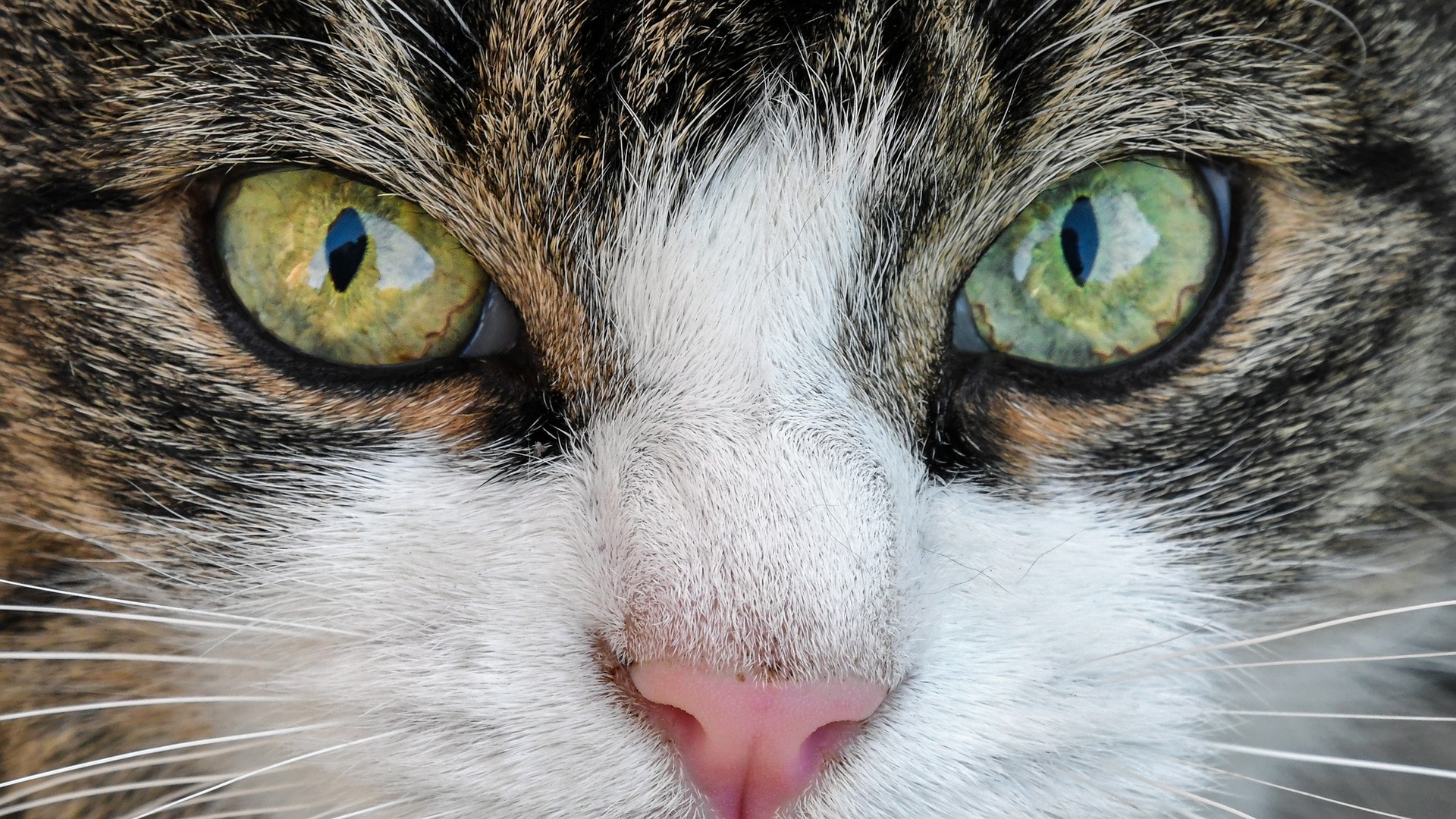 What colours can cats see? - Vet Help Direct