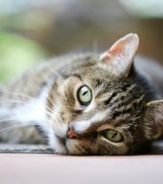 Calcium imbalance in cats - why does my cat have brittle bones?