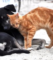 Is it true cats can be given dog blood in an emergency?