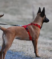 Exploring Different Types of Dog Harnesses for Every Activity