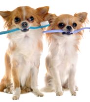 Brushing dog’s teeth: How to brush your dog's teeth (and stay friends afterwards!)