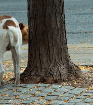 Urethrostomy in dogs - what, when, and why?