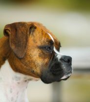 Do Boxer dogs get many health problems?