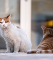 Why are cats being relinquished to shelters, and what can be done about it?