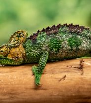 Do chameleons make good pets (and are they easy to lose?)