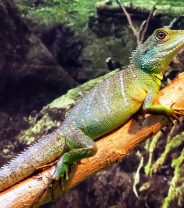 Is your viv set up properly? Proper environmental conditions for common pet reptiles