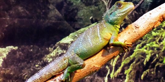 Lizard sat in a vivarium