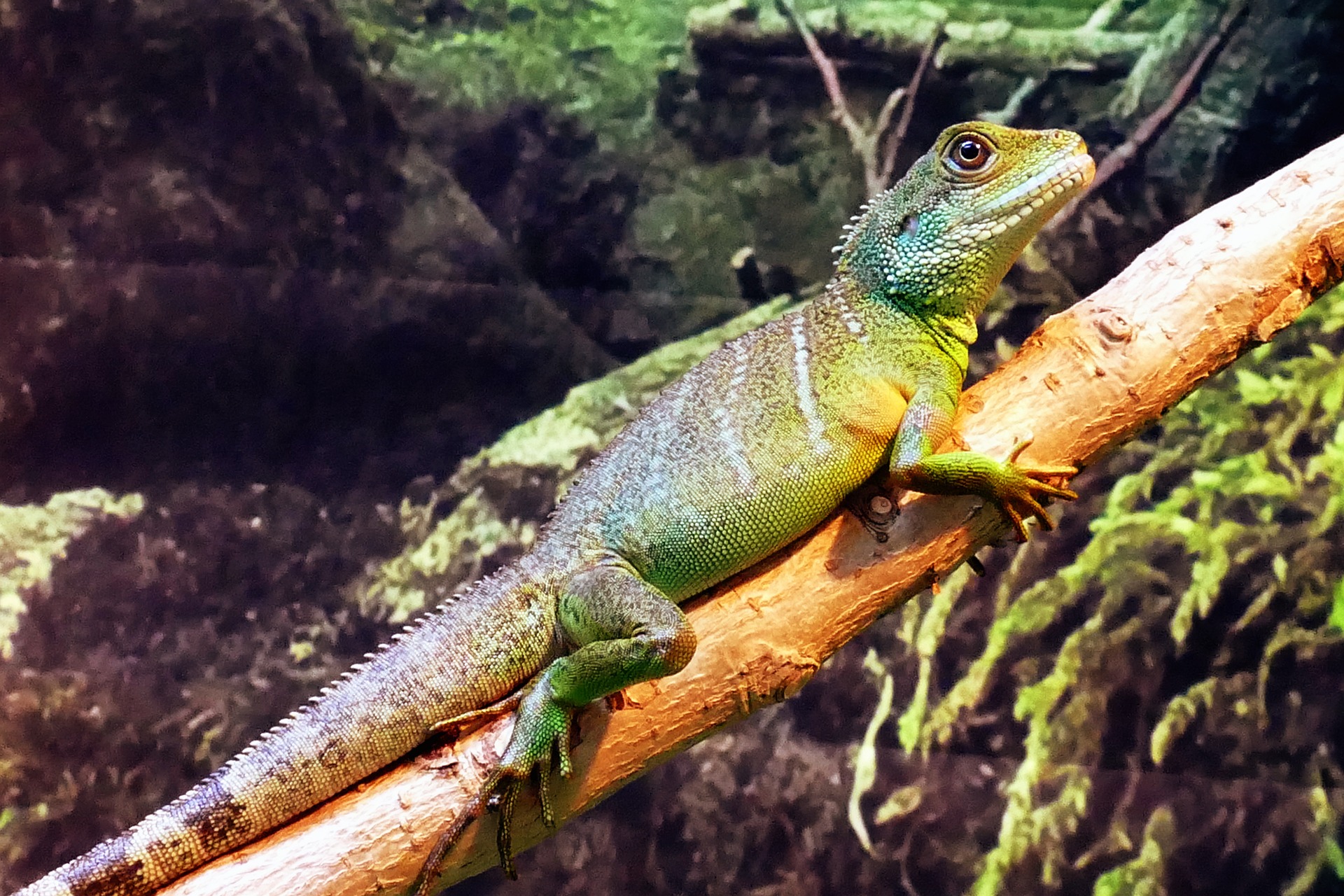 Is your viv set up properly? Proper environmental conditions for common