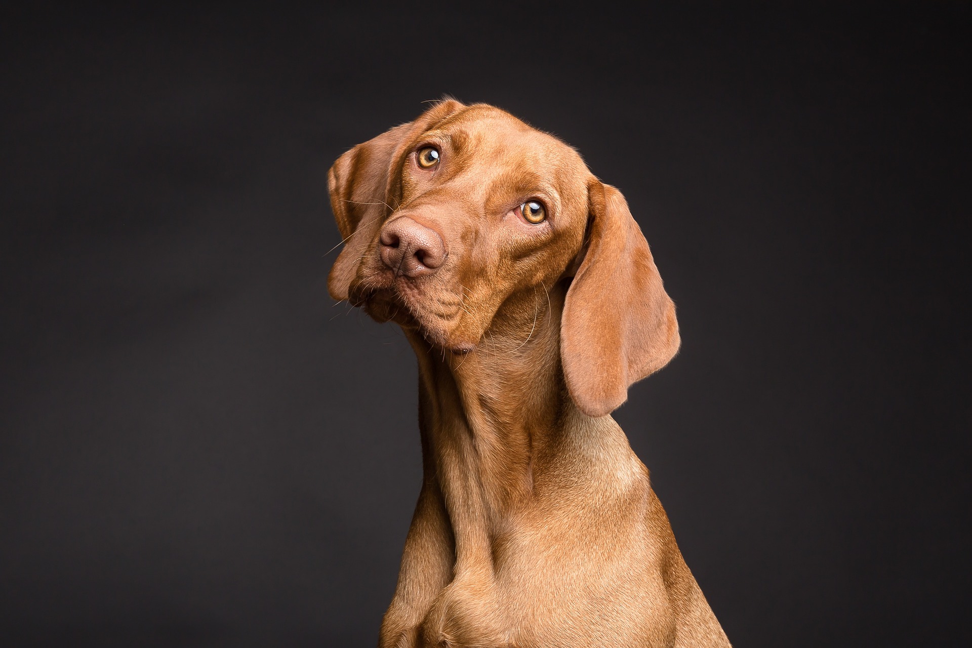 Dog with a head tilt