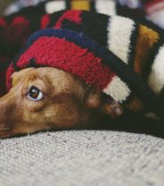 How important is a warm home to pet health?