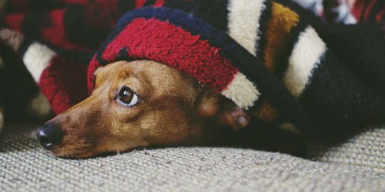 Dog wrapped up in a warm blanket