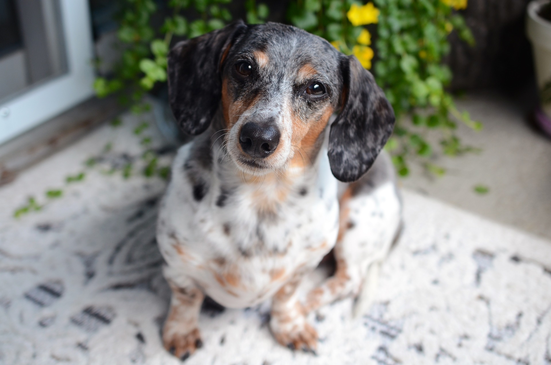 Dog's skin and fur losing its colour due to age.