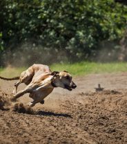 How Much Exercise Does a Pet Greyhound Really Need?