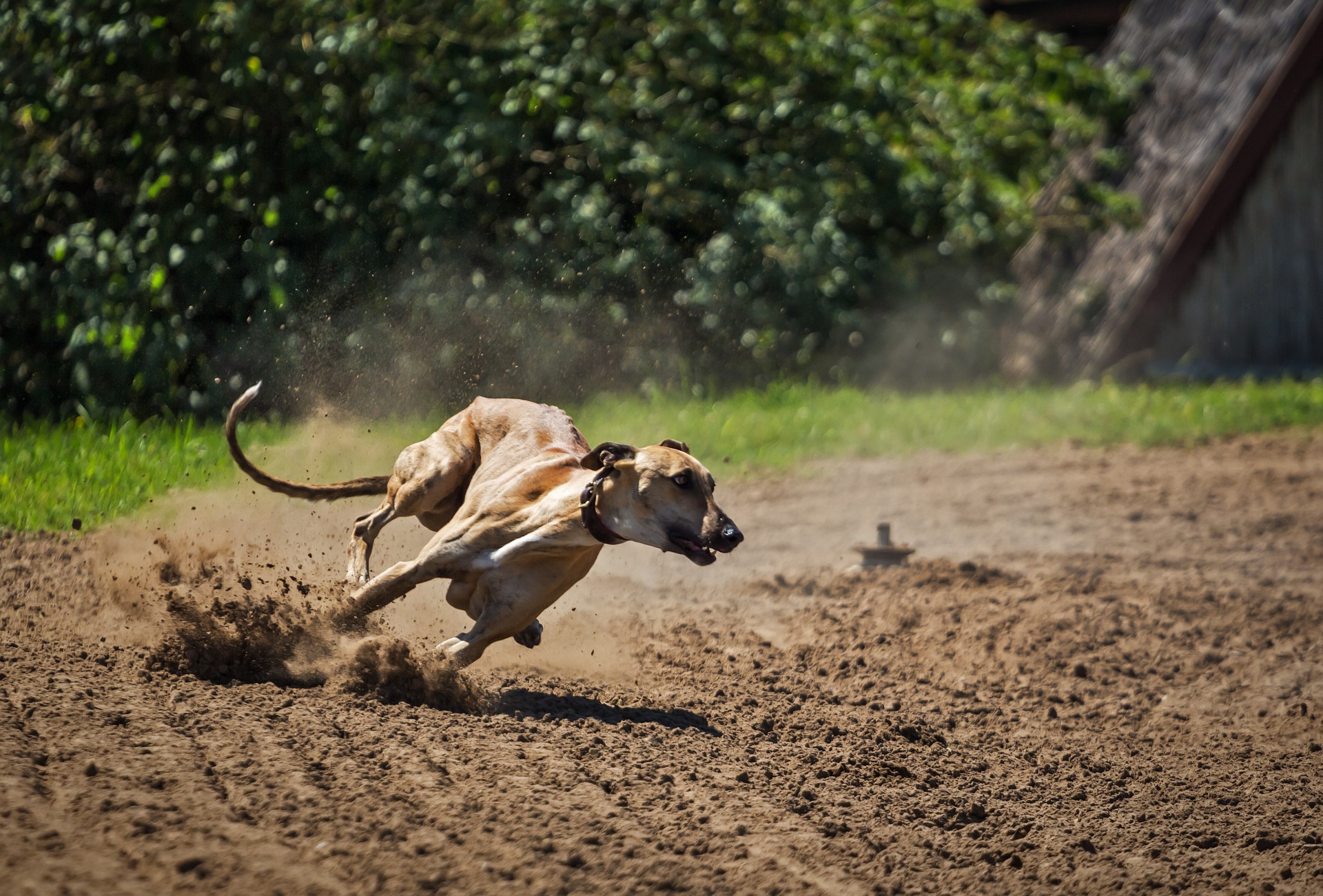 Greyhound running, getting exercise