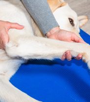 Can elbow dysplasia in dogs ever be fixed?