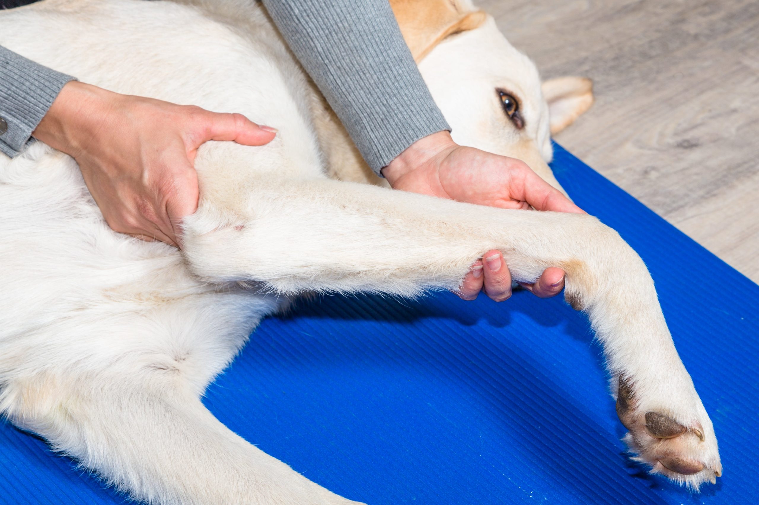 Dog receiving physiotherapy