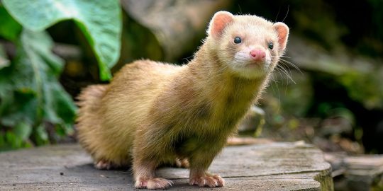 Ferret