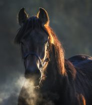 Horse health winter checklist